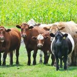 Niecodzienna sytuacja w Ochodzy: Ucieczka stada bydła i akcja poszukiwawcza
