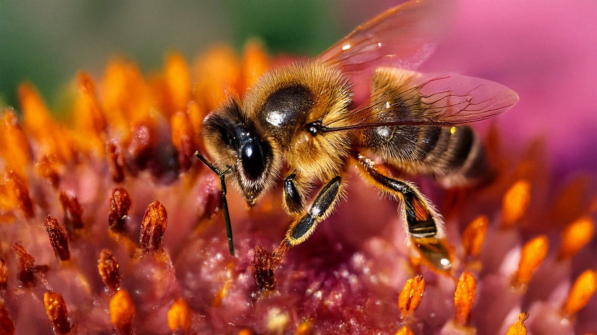 Pszczelarstwo w Wielkopolsce – lokalny biznes, który pachnie miodem